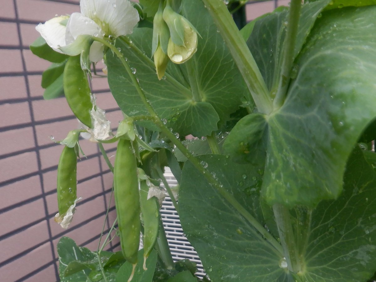 تويتر うさ على تويتر 11 1 バジルのプラ鉢を撤収して 絹さや苗を植えました リング支柱をセットして絹さや栽培初挑戦です T Co Xxms0ugw3n