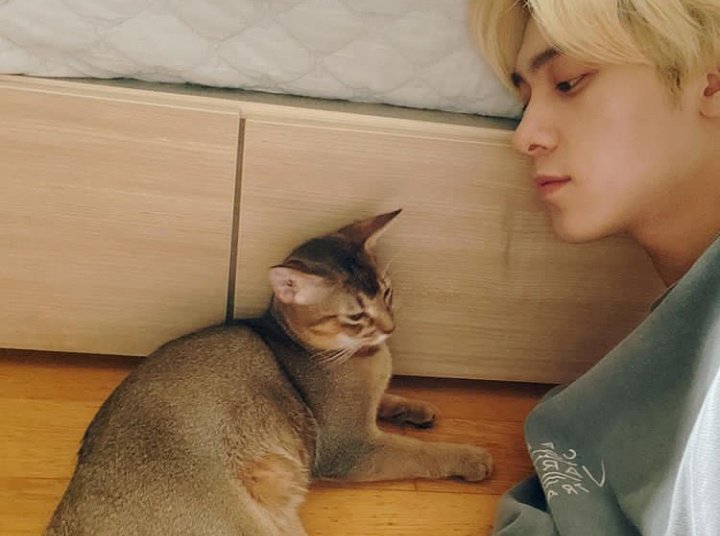 NCT_Fullsun0066's tweet photo. レオン誕生日おめでとう😆🎂💕🎉
これからもドリーとセルカ撮ってね！！！
#HAPPYLEONDAY #LeonBirthday #LEONBESTCAT #LeonWayV https://t.co/02s4A028PS