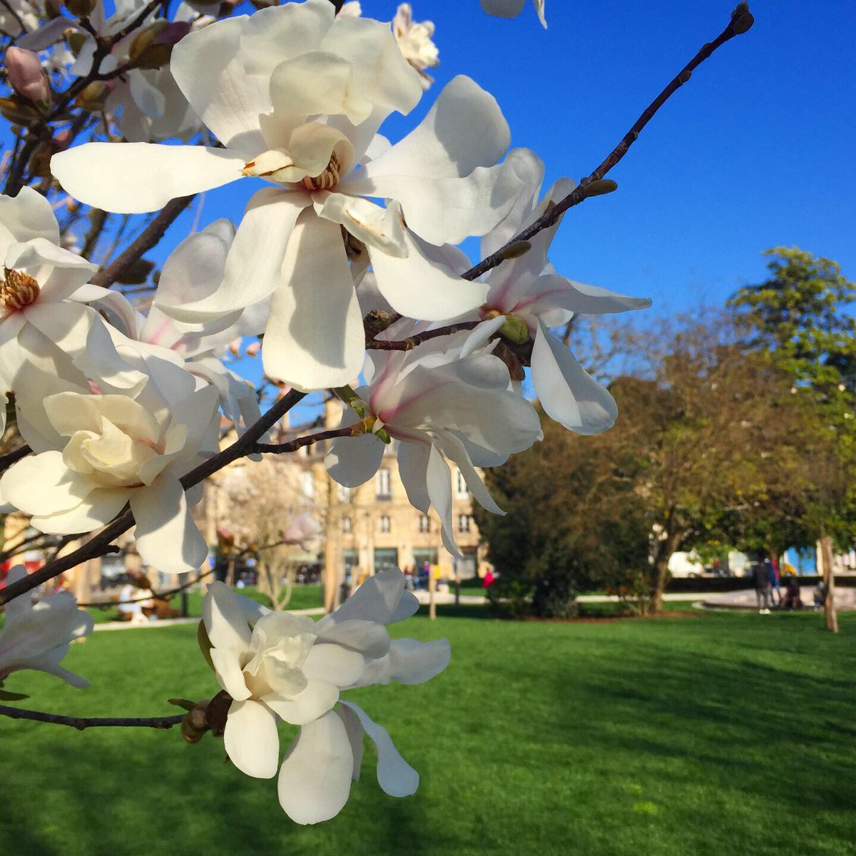 chronicle_post's tweet photo. Patience, le printemps arrive bientôt place Gambetta 🌸🌼☘️🌳🐿@Bordeaux #spring #bordeaux #placestogo #flower #France https://t.co/vLGq26Md5x