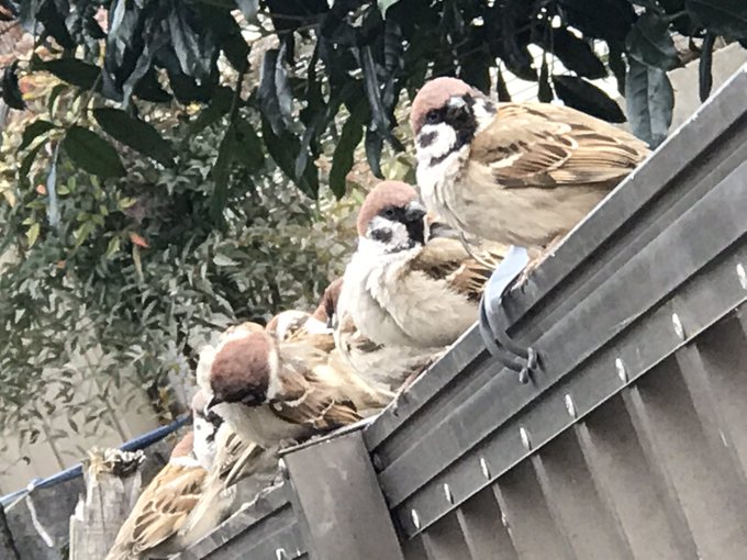 スズメのtwitterイラスト検索結果 スズメのtwitterイラスト検索結果