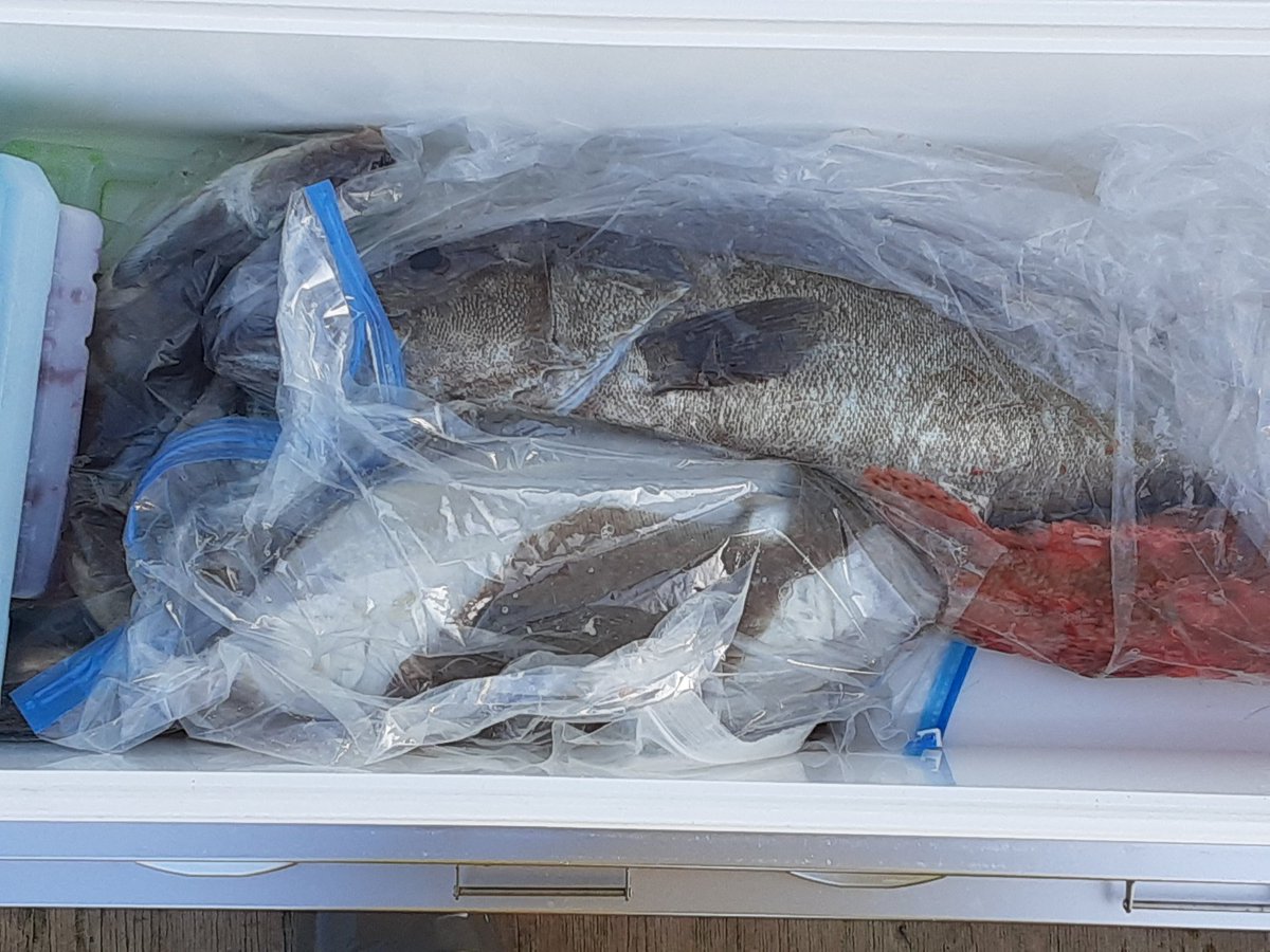 新潟 間瀬港 東間 釣り船 ゴチ網 活魚販売 漁師 本日の遊魚船 ホッケ サバ確変 ノd 真鯛5 アラ2 マゾイ4 カレイ まとうだい 小物が 多く本命迄なかなか行かない感じでした ありがとうございました 新潟 釣り 漁師 新潟 間瀬港 東間 釣り船 ゴチ網 活魚販売 漁師 本日の遊魚船 ホッケ サバ確変 ノd 真鯛5 アラ2 マゾイ4 カレイ まとうだい 小物が 多く本命迄なかなか行かない感じでした ありがとうございました 新潟 釣り 漁師