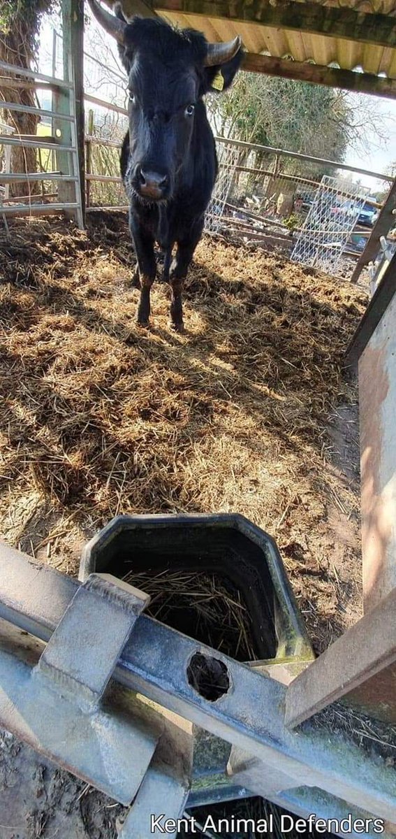 Kent Animal Defenders tweet media
