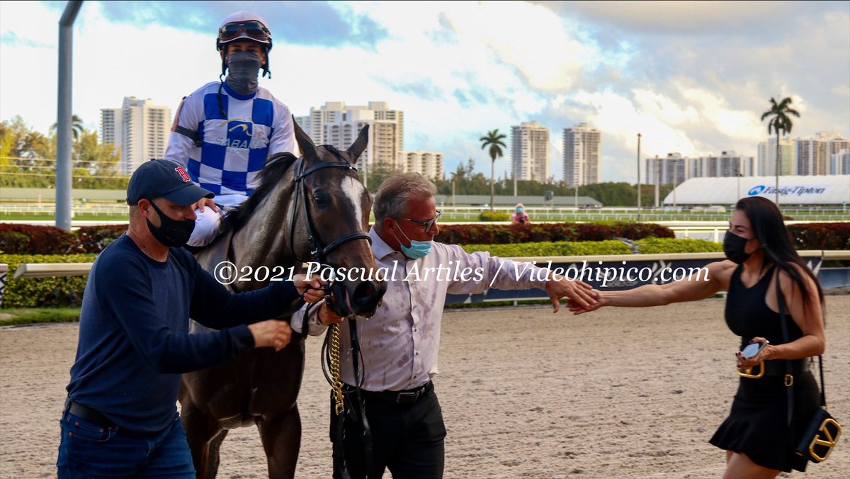 JCAvila63's tweet photo. #27Feb Wholebodemeister se adjudicó de punta a punta, el Davona Dale (Grado 2) en #GulfstreamPark logrando su 3er triunfo, con la monta del boricua @zayas_edgardo 
Felicitaciones a su propietario y criador @Sabanafarmllc y a todas sus conexiones.
📸 @artilespascualf https://t.co/VwVAVuk9C3