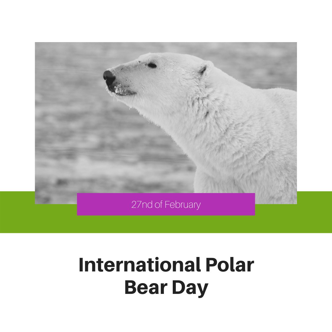 PaperWritings's tweet photo. It is International Polar Bear Day! Find out more about the wonderful world of polar bears and what you can do to help them 🙂
🔘🔘🔘
#PaperWritings #PaperWritings_com #students #homework #essay #writinghelp #student #studentlife #school #college #university #fridaymood #friday https://t.co/eYbC435b1b