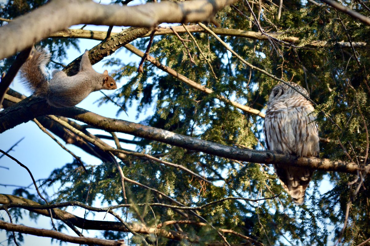 @BarryBarredOwl considering the breakfast menu

#birdcpp #birdsofcentralpark #birdsofnyc