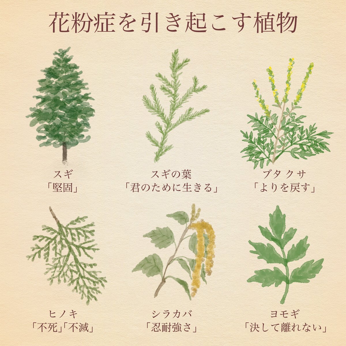 はな言葉 新刊予約開始です Pa Twitter 寒さが去ると花粉が来ます 離れられない運命 花粉症を引き起こす植物の花言葉 はな言葉 新刊予約開始です Pa Twitter 寒さが去ると花粉が来ます 離れられない運命 花粉症を引き起こす植物の花言葉