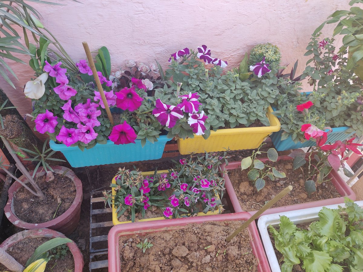 Probasibangali's tweet photo. #goodmorning #terracegarden #SundayMorning #weekend #plants #Flowers #relaxedmorning https://t.co/0TRfW2dONk