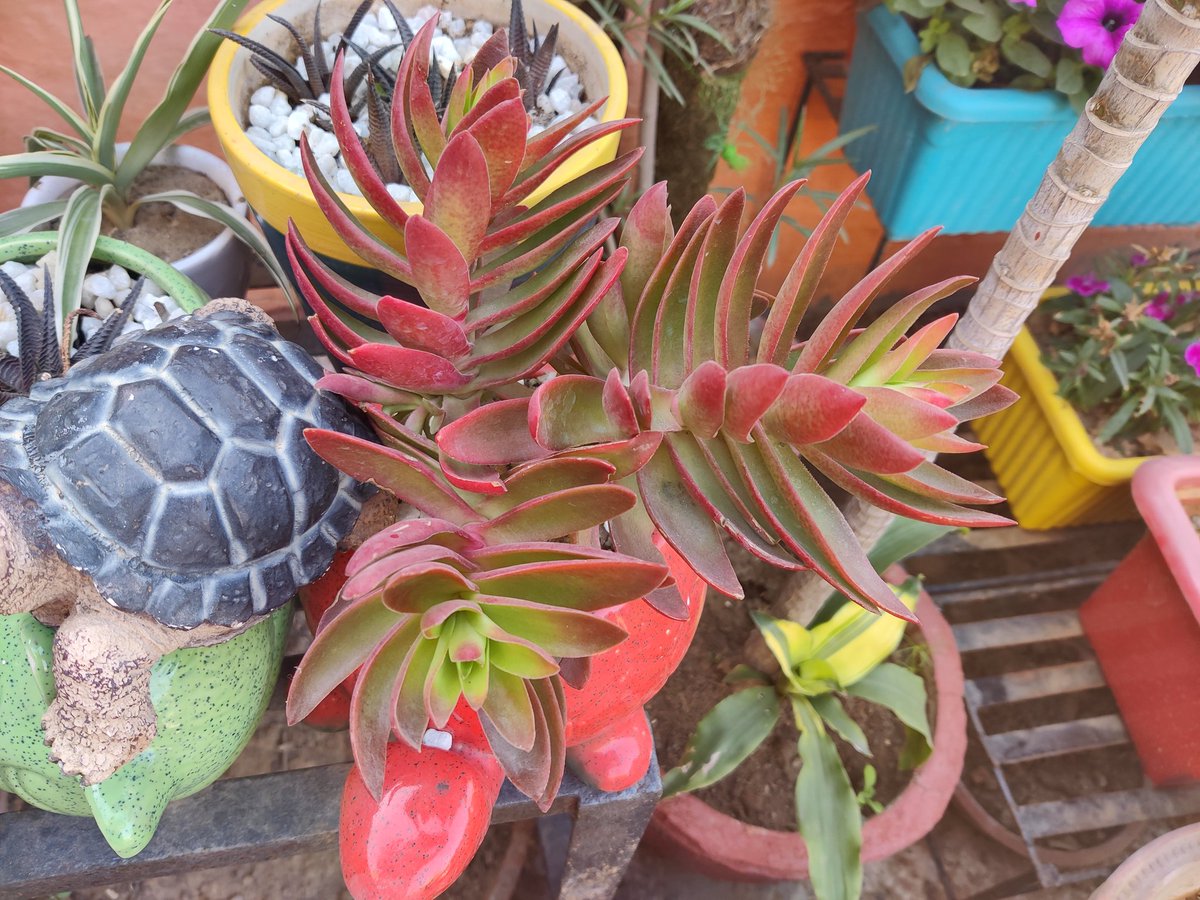 Probasibangali's tweet photo. #goodmorning #terracegarden #SundayMorning #weekend #plants #Flowers #relaxedmorning https://t.co/0TRfW2dONk