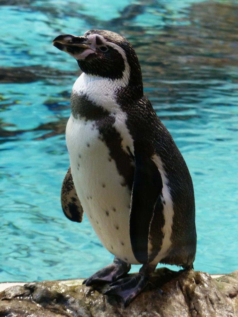 Penguins (@penguins_person) on Twitter photo 