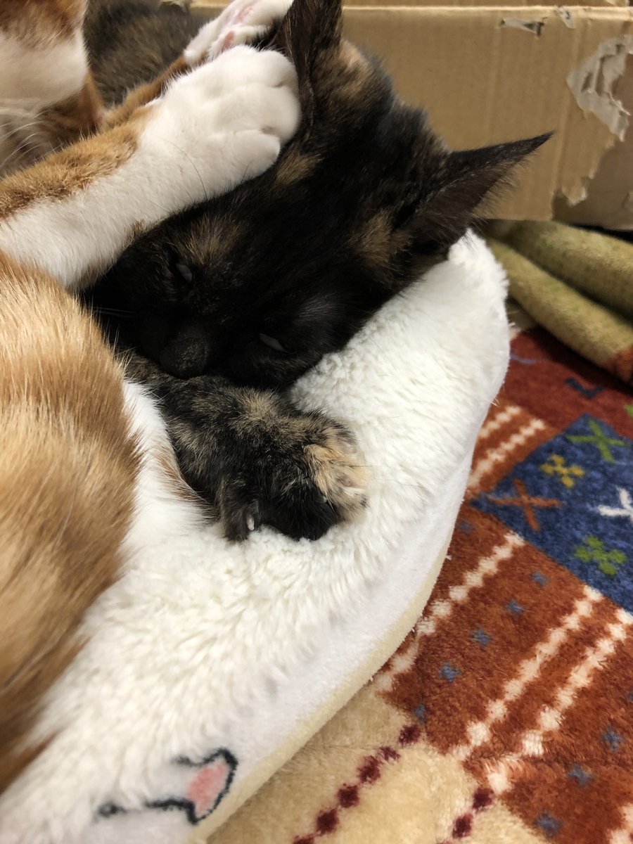 れまり 八朔様 に 質問です 2月28日 ビスケットの日 由来 1855 2 28 水戸藩の柴田方庵が 同藩の萩信之助に ﾊﾟﾝ ﾋﾞｽｺｲﾄ製法書 送付 猫にクッキーは A ﾀﾌﾞｰ B 糖尿病 肥満に C 虫歯に D 全部嫌 よろしければ ご回答下さい