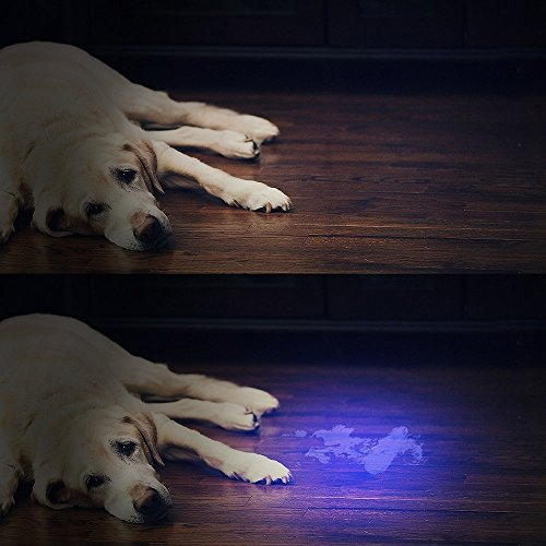 DailySellers's tweet photo. https://t.co/WT635NN9CF
UV flashlight black light is Perfect for Revealing Dry Dog, Cat and Rodent Stains and unfavourable Spots  you can't see with the Naked Eye. It's 30% Brighter than other lights. 
#UVFlashlight #Blacklight #UVLights #Shoptoday https://t.co/9bYVrzkjrz