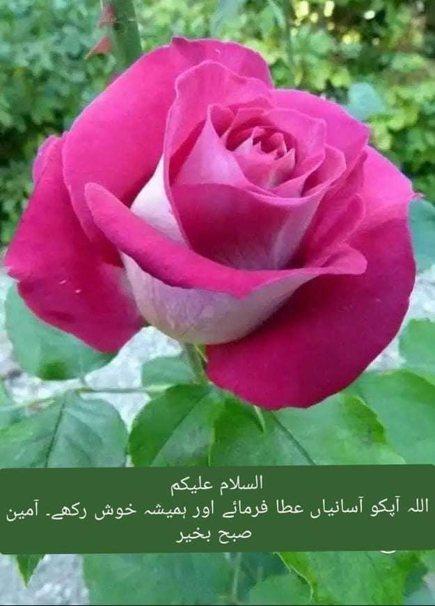 Rana Abdul Hameed tweet media