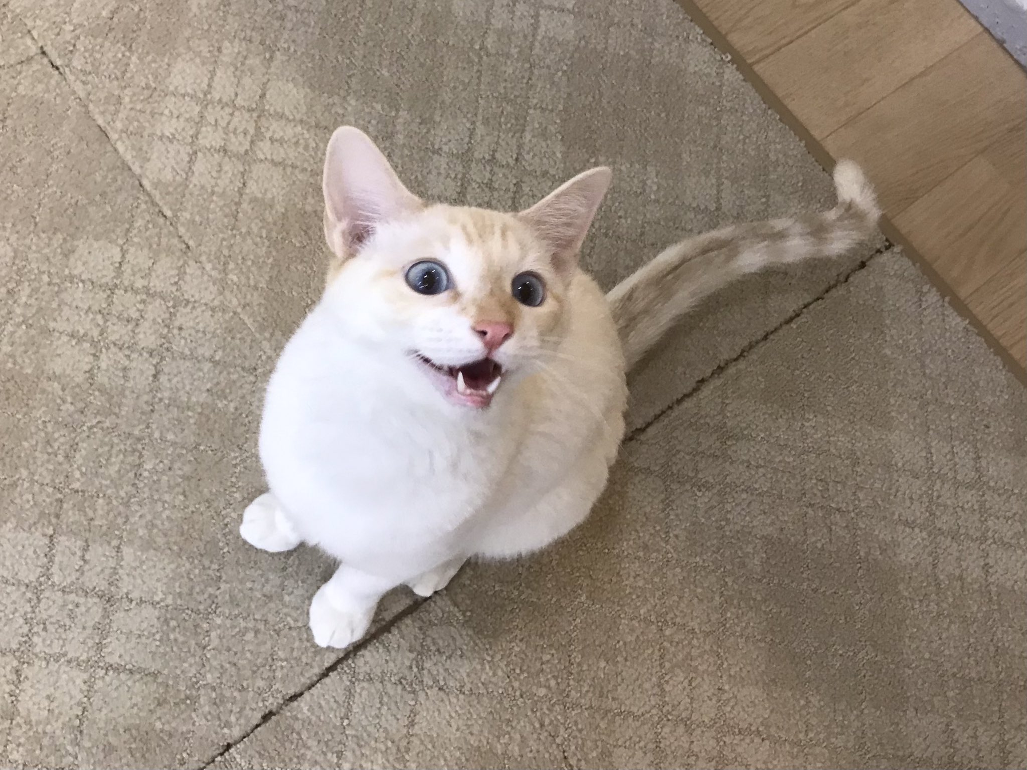 関東4店 譲渡型猫カフェ にゃんくる 蒲田 お喋り大好きなシロタくん 遊んでにゃー と本日も可愛い催促が始まりました 蒲田店では現在24匹の猫ちゃんが新しい家族を待っています 猫カフェ 里親募集 T Co Csqmyn68ru Twitter