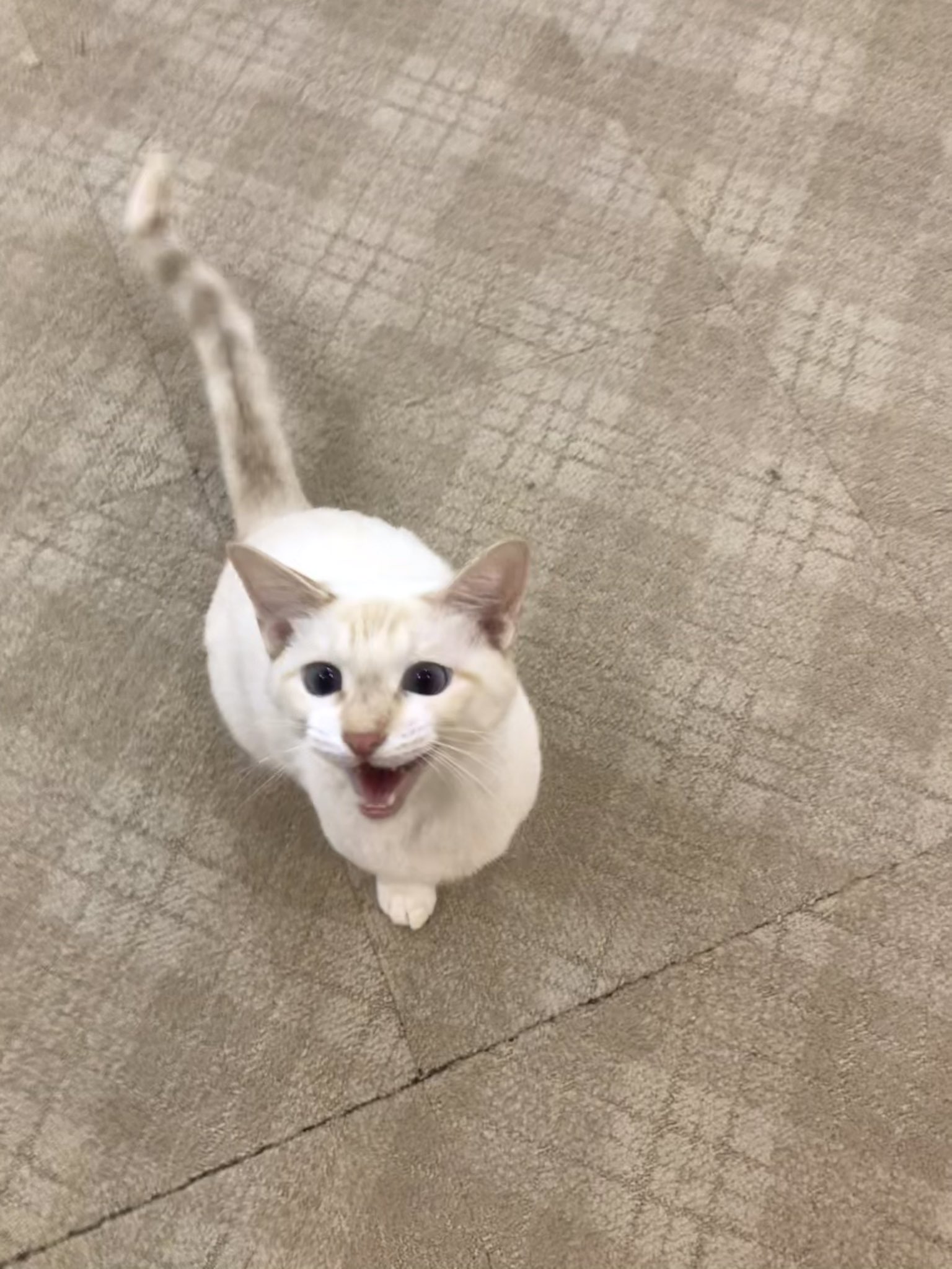関東4店 譲渡型猫カフェ にゃんくる 蒲田 お喋り大好きなシロタくん 遊んでにゃー と本日も可愛い催促が始まりました 蒲田店では現在24匹の猫ちゃんが新しい家族を待っています 猫カフェ 里親募集 T Co Csqmyn68ru Twitter