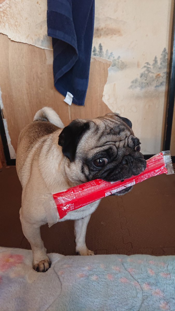 むぎミミの日常 1lpyva0no21ppzd Twitter