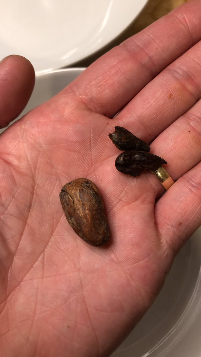 TastingHistory1's tweet photo. Winnowing freshly roasted cacao beans on a Saturday night is what all the kids are doing these days... right? #chocolate #Aztecs #tastinghistory https://t.co/qqoqkBzlRx