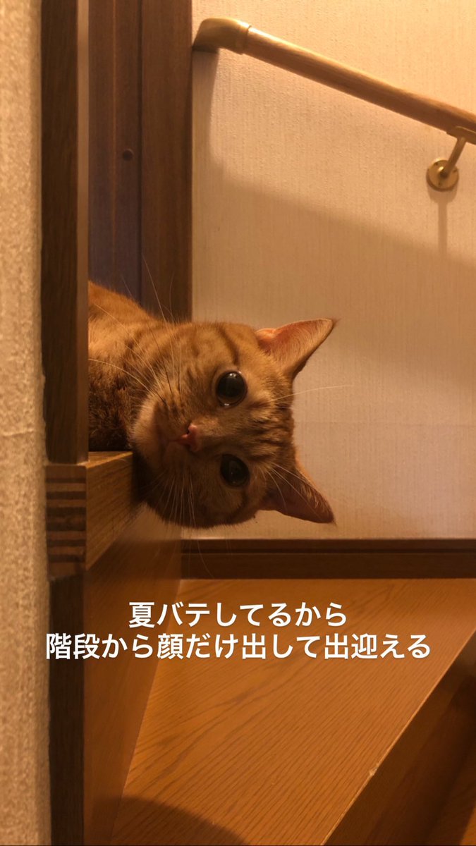 tsbacchusg's tweet photo. インスタのアーカイブ見返したけど、何回見ても可愛いな家の猫やるやん https://t.co/34MuidN0eD