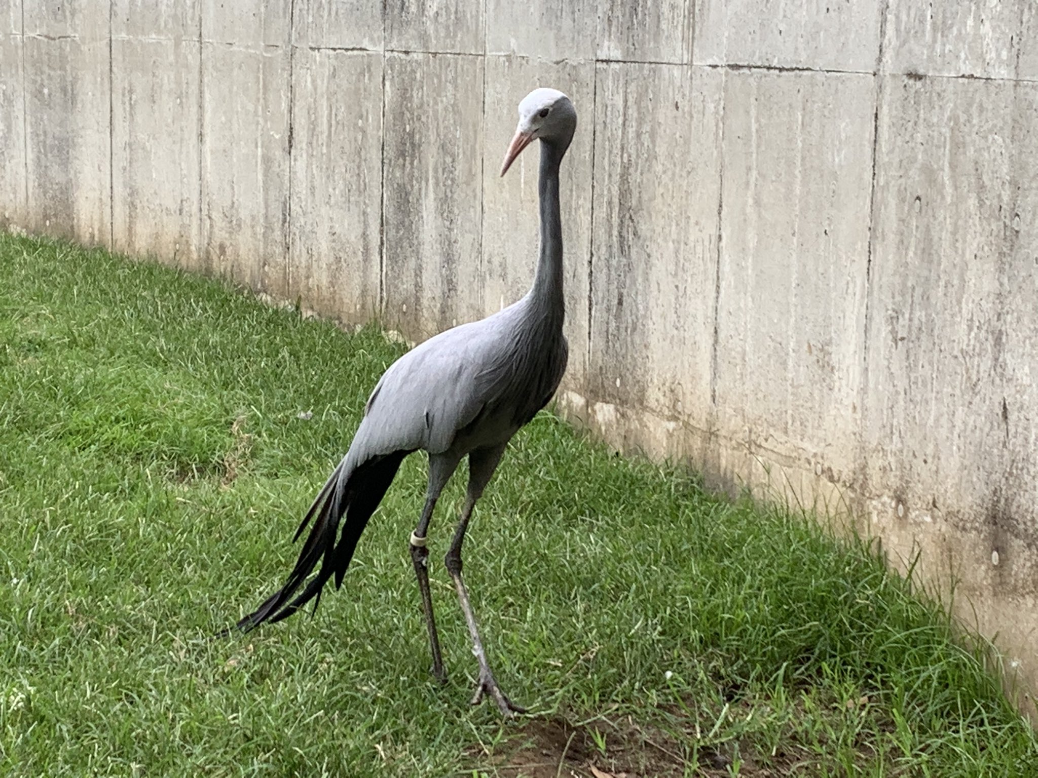 千葉市動物公園 公式 鳥の呼吸 1の型 鳥類の多くは9個の気嚢 きのう を持っています この気嚢はポンプの役割していて沢山の空気を肺に送り込むことができます この為 他の動物よりも効率よく酸素を体内に取り込む事が出来ます 2の型に続く 飼2 千葉市動物公園 公式 鳥の呼吸 1の型 鳥類の多くは9個の気嚢 きのう を持っています この気嚢はポンプの役割していて沢山の空気を肺に送り込むことができます この為 他の動物よりも効率よく酸素を体内に取り込む事が出来ます 2の型に続く 飼2
