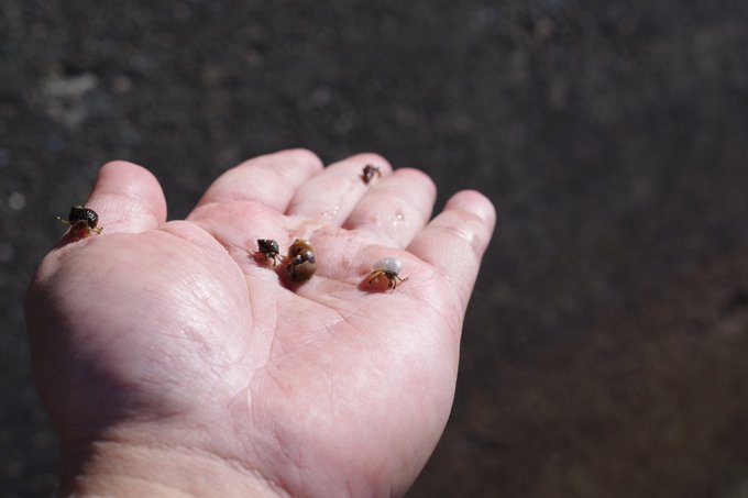 やどかりのtwitterイラスト検索結果