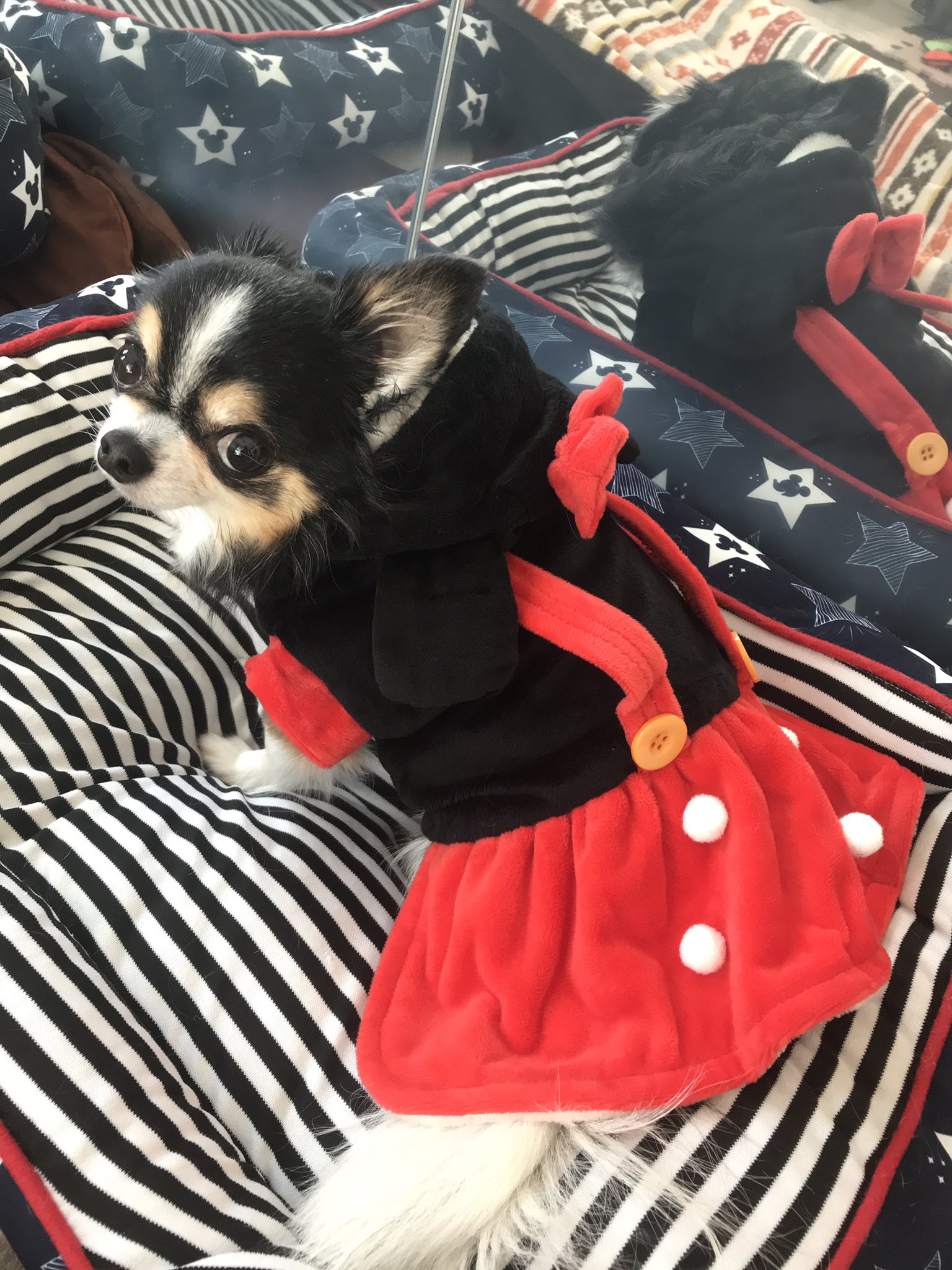 羊毛屋みっちゃん コスプレチワワ 犬福 犬服 羊毛屋 チワワ ちわわ ろんちー ロングコートチワワ コスプレ ディズニー ミニー T Co Gyahs1t33a Twitter