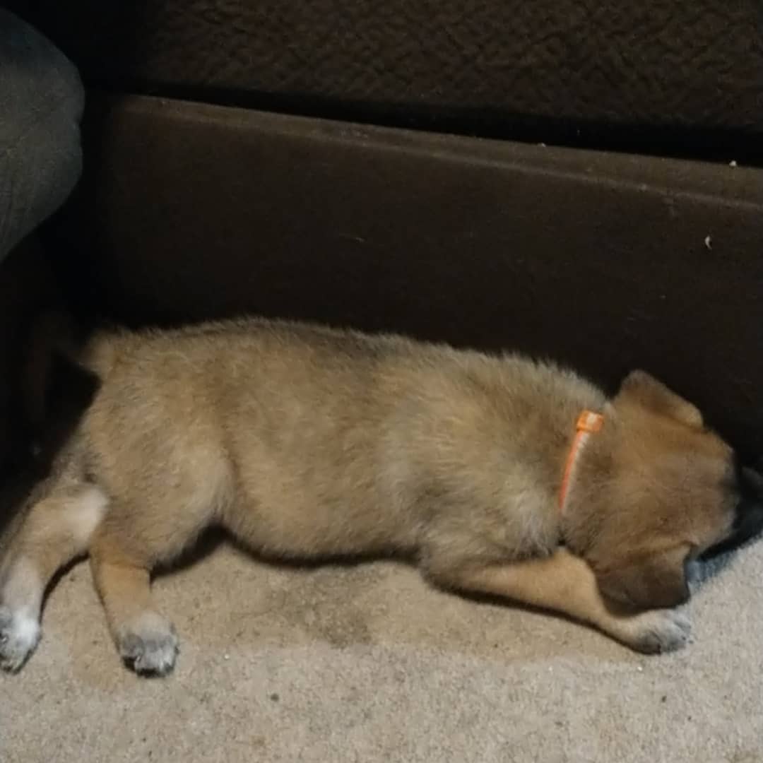 StitchdPanda's tweet photo. Fenrir Magni. 6 weeks old!! Two more weeks and we get to bring our not so little boy home!! https://t.co/rwQ5SphDv7
