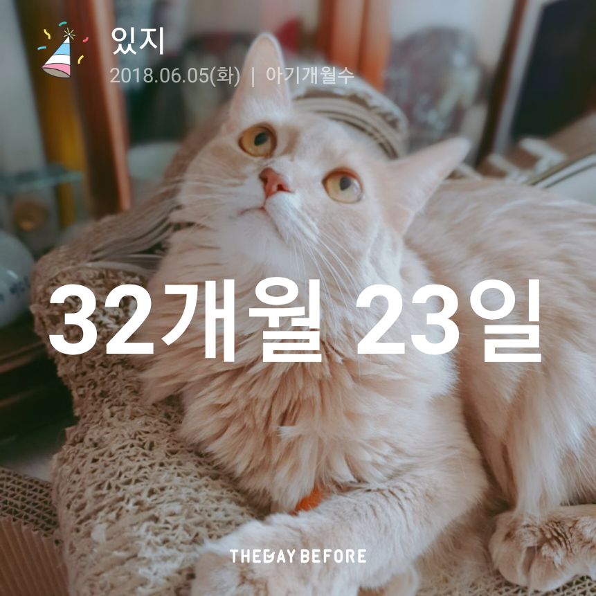 됴링&🐱 tweet media
