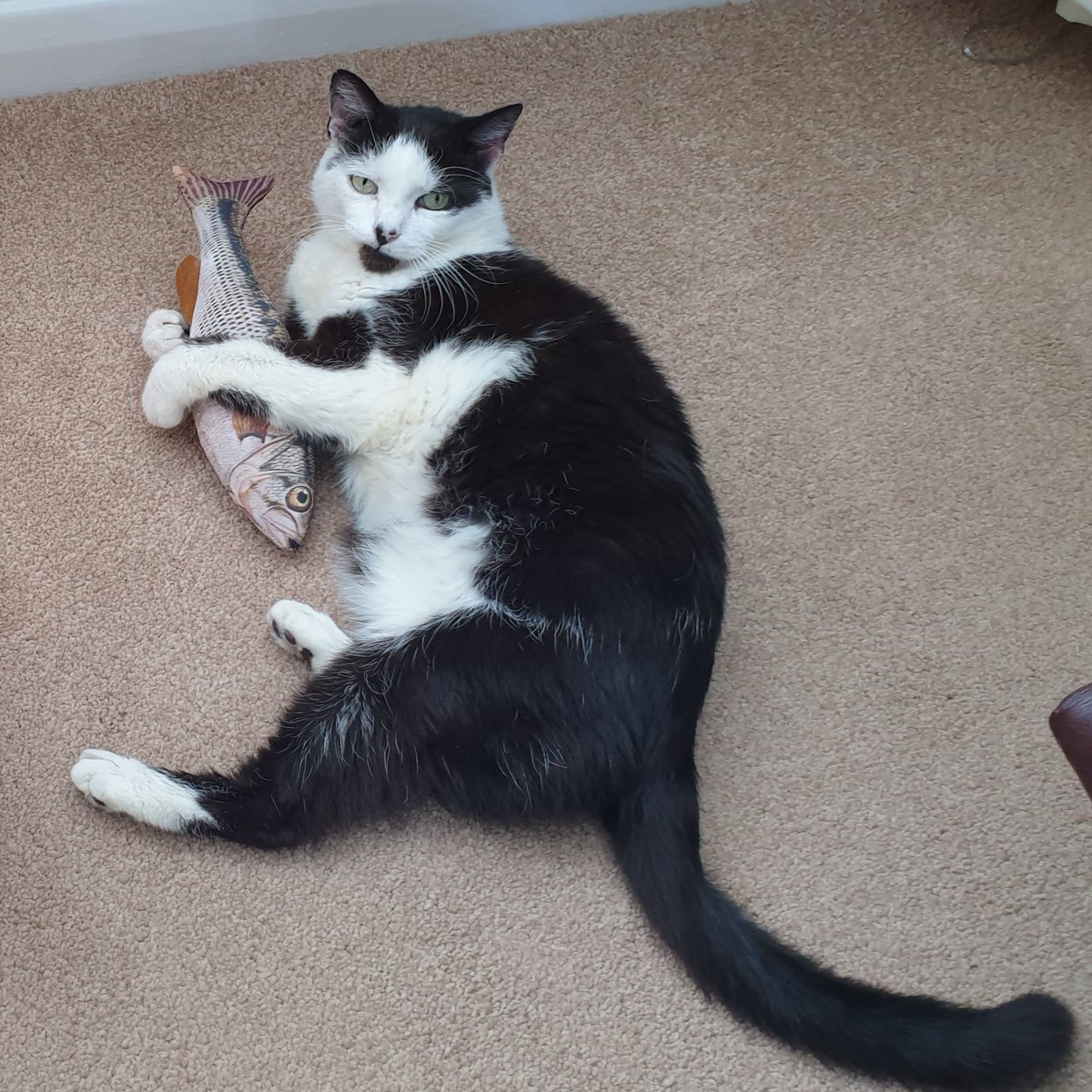 4Catsof's tweet image. Mummy says I've had a new lease of life today. I've done lots of playing, something I've not done in a long time #happycat #playful #cats