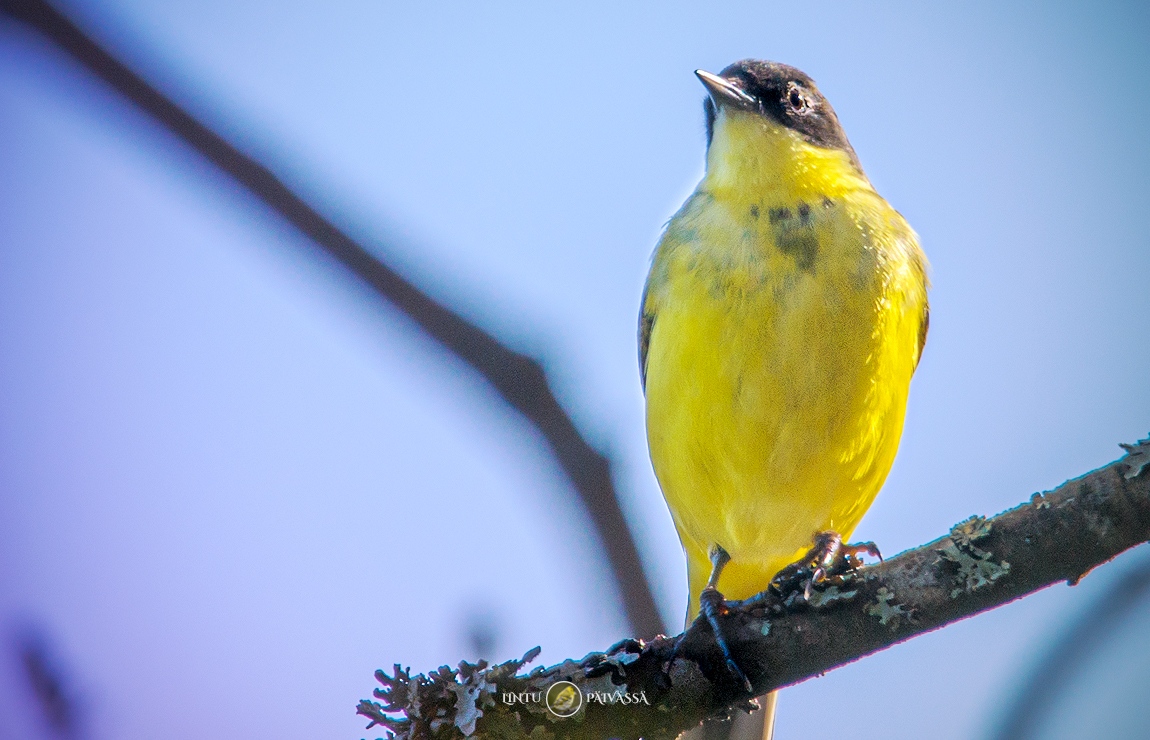 #Keltavästäräkki #Gulärla #YellowWagtail⁠
#MotacillaFlava⁠

#Linnut #Birds