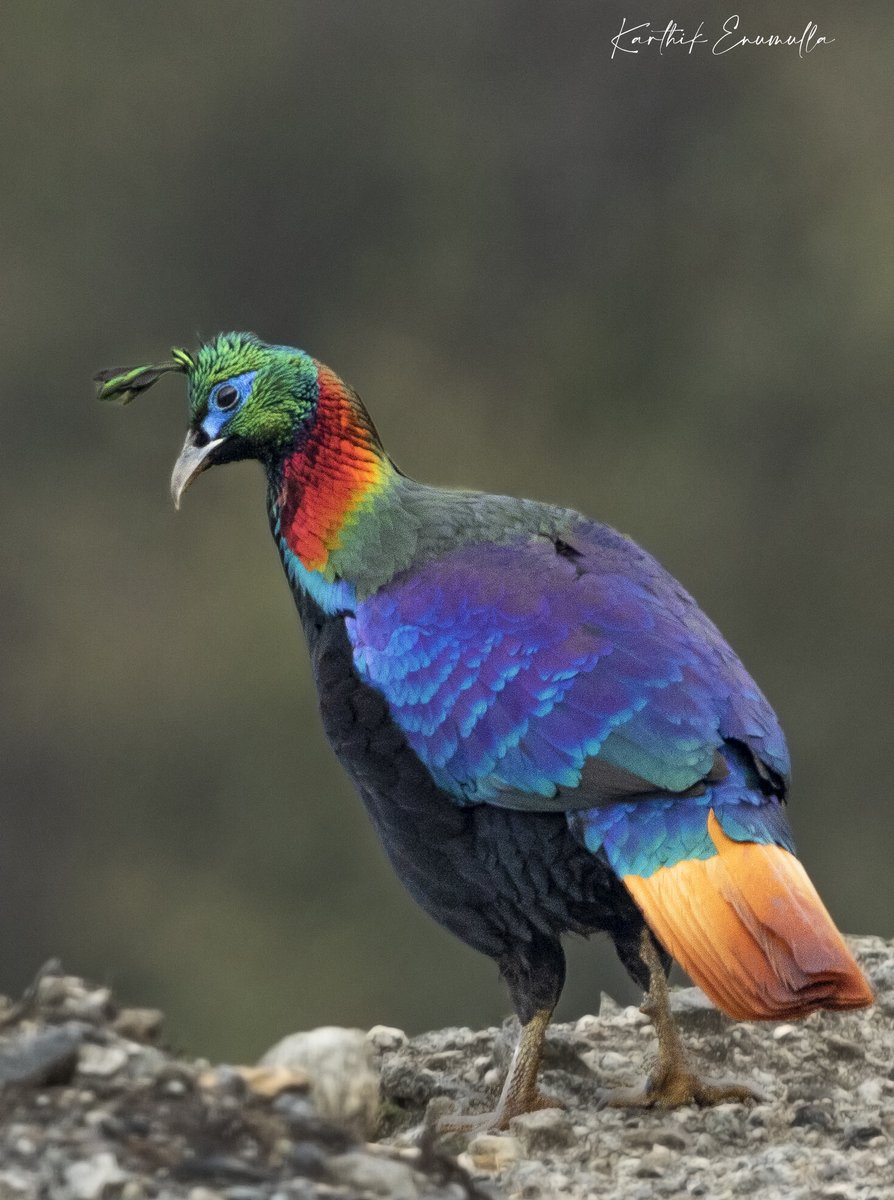 _photopilgrim's tweet photo. Theme: #StoryBehindThePic #IndiAves

Himalayan Monal | Zuluk | Apr'2018

My first capture of the Himalayan Monal at Zuluk, in East Sikkim on a freezing morning in April. The image was captured at an altitude of above 11000 feet asl. As we were driving up the mountains to shoot... https://t.co/Ur21uye7Tq
