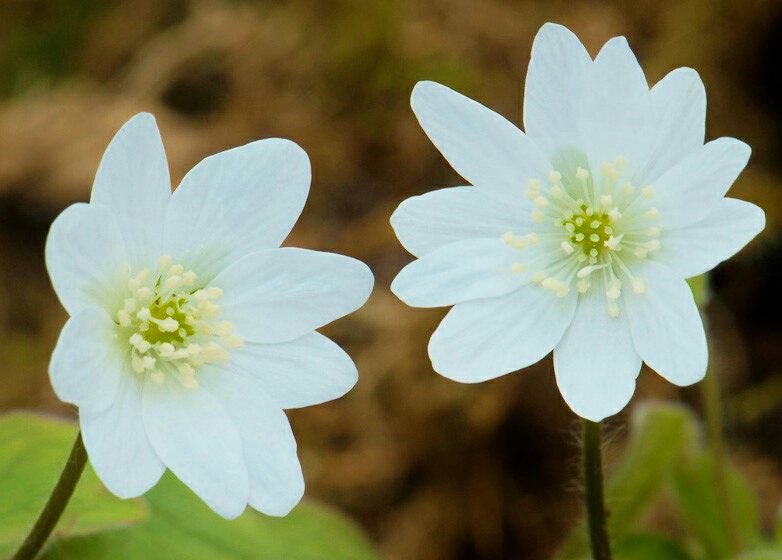 花 みんな夢 雪割草 が咲いたのね 三橋鷹女 19年 1972年 今日の誕生花 雪割草 花言葉 自信 ﾅｴ