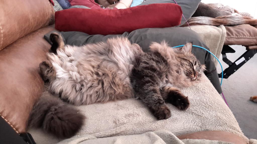 Radlein's tweet photo. Five Years Ago Today: D'ARTAGNAN
#floof #ThosePaws https://t.co/mGmyqbe7e8