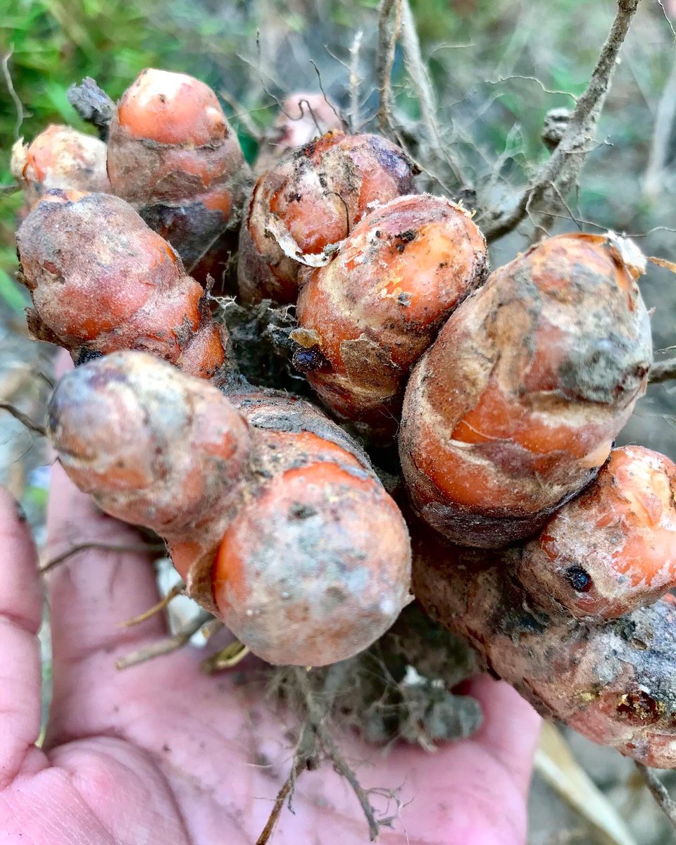 PaliGhar's tweet photo. Our annual organic turmeric harvest is looking pretty fine. On to the next step - slice, dry, grind!

#organicfarming #farmtotable #sustainableliving #kalimpong #palighar #farmstay https://t.co/VbF14i3ZC4