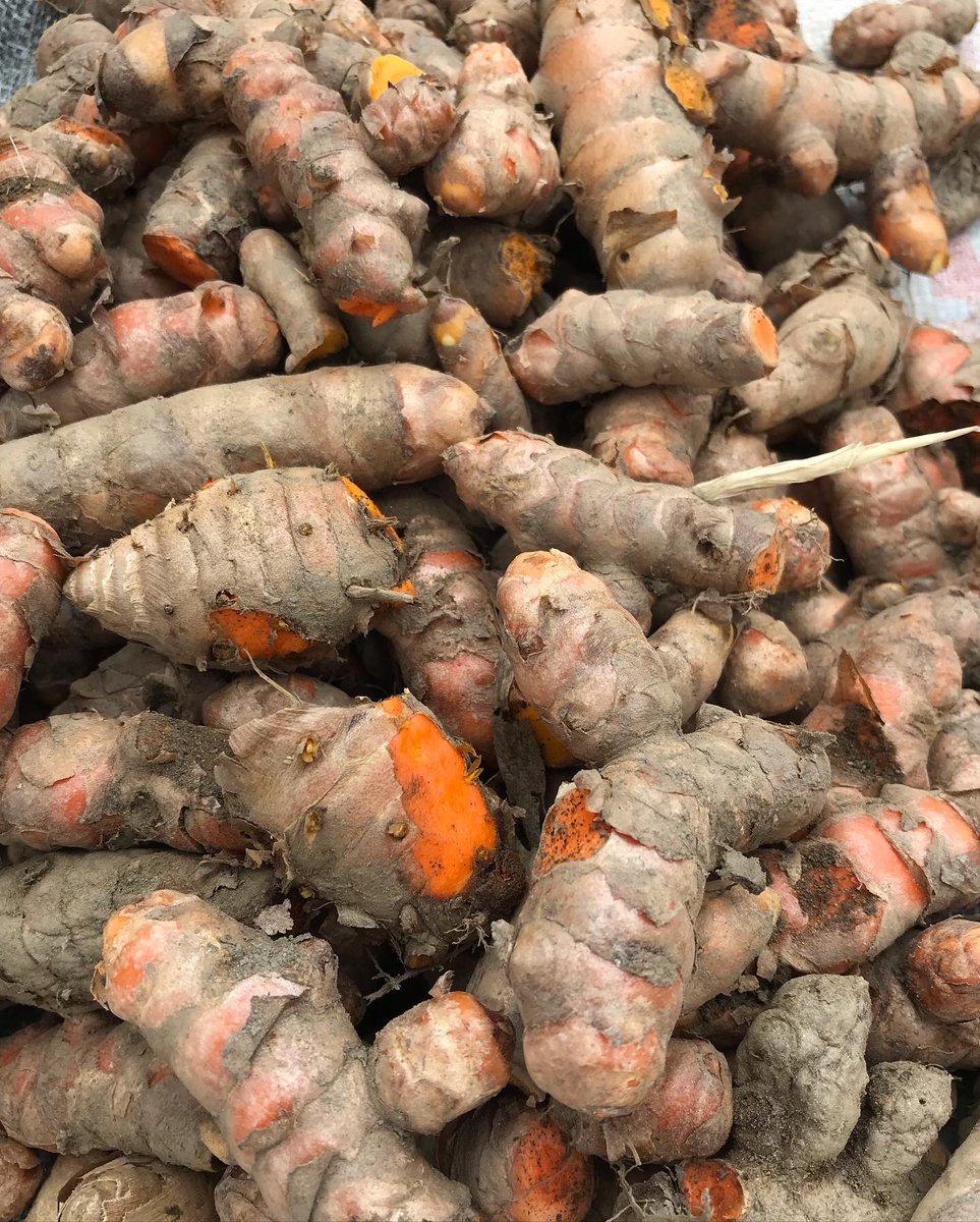 PaliGhar's tweet photo. Our annual organic turmeric harvest is looking pretty fine. On to the next step - slice, dry, grind!

#organicfarming #farmtotable #sustainableliving #kalimpong #palighar #farmstay https://t.co/VbF14i3ZC4
