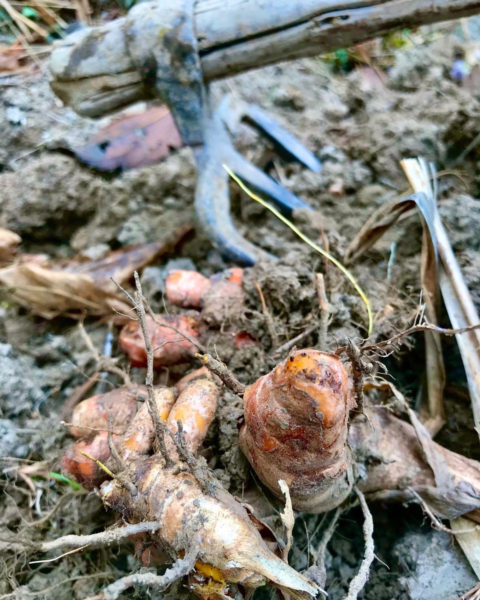 PaliGhar's tweet photo. Our annual organic turmeric harvest is looking pretty fine. On to the next step - slice, dry, grind!

#organicfarming #farmtotable #sustainableliving #kalimpong #palighar #farmstay https://t.co/VbF14i3ZC4