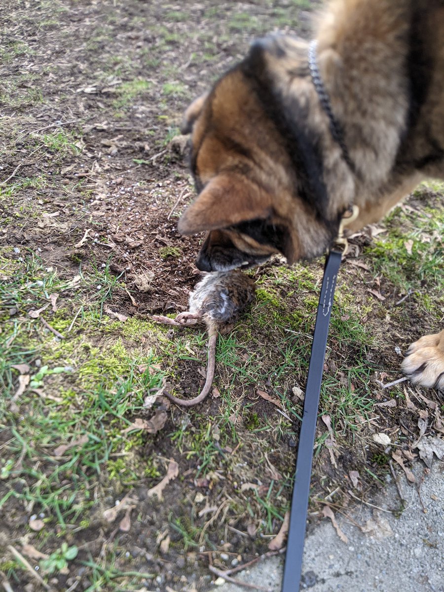 0684Blade's tweet photo. @CTVVancouver Ya...cuz we don't have a massive rat infestation problem...
#poorrats https://t.co/LjSdiVe09P