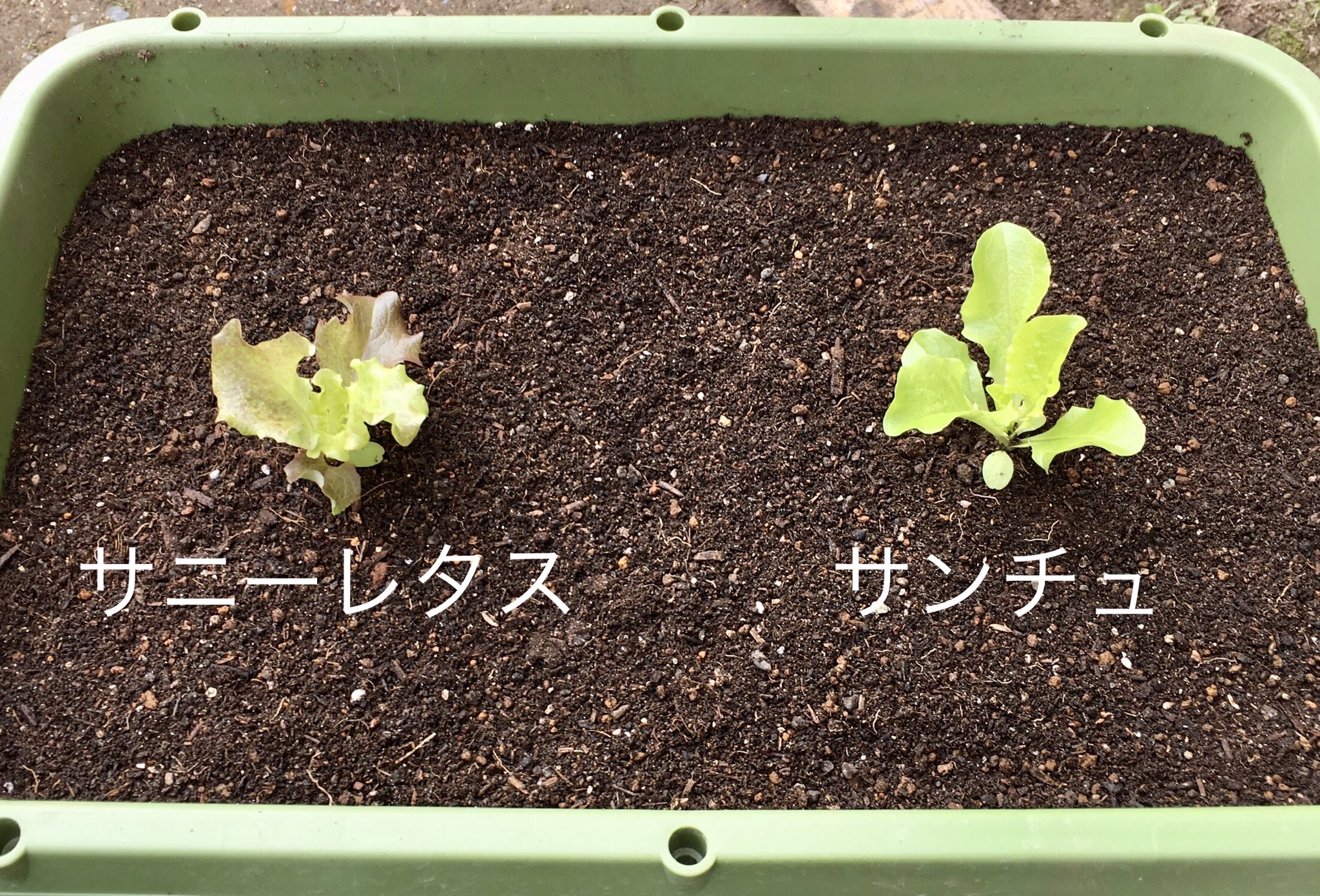 Ja全農岐阜 苗を購入したのでプランターに サニーレタス と サンチュ を植えました 2つとも虫 が付きにくい野菜なので 虫が苦手な中の人向きです 自分で育てたサンチュで 飛騨牛 の焼き肉 を包んで食べるのが今年のささやかな目標です 家庭