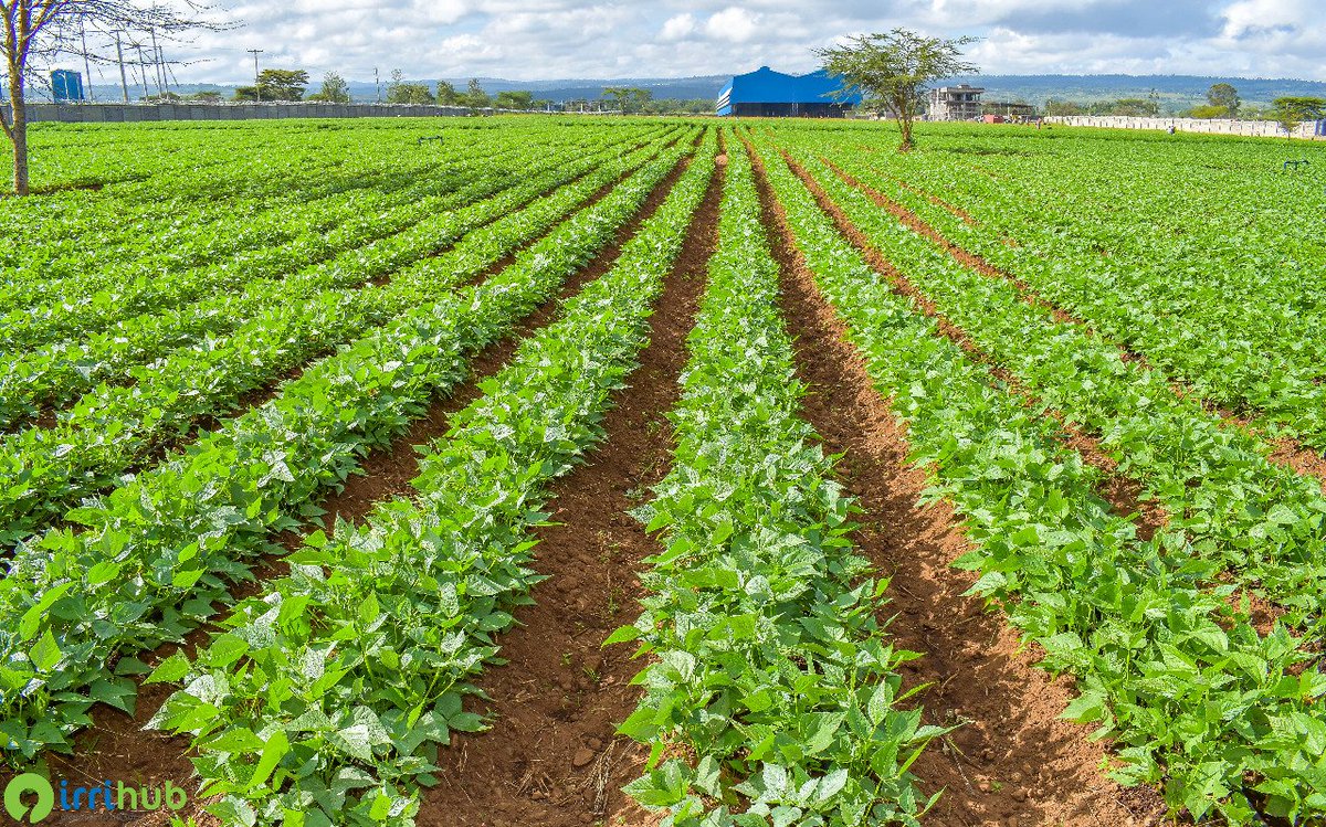 Irri-Hub KE tweet media