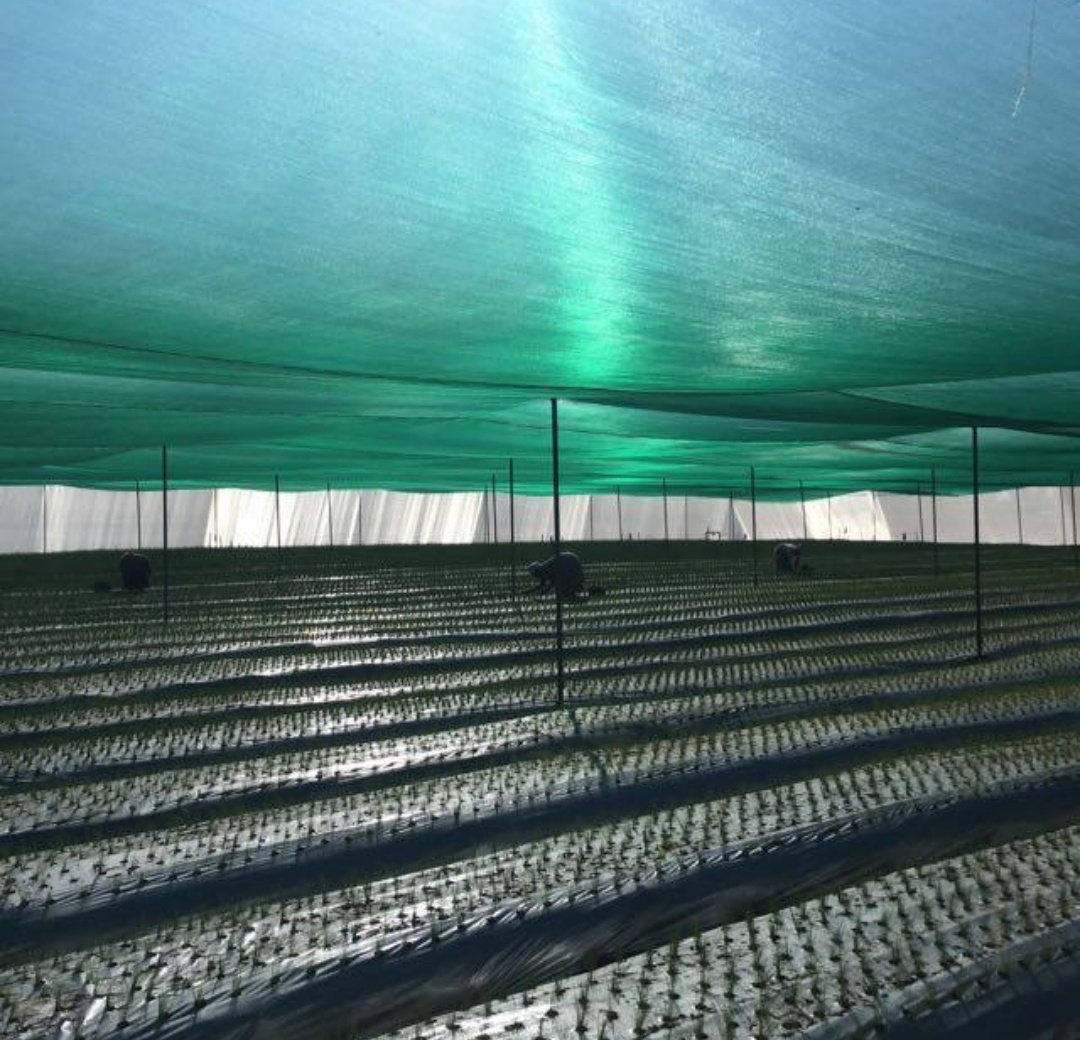 Irri-Hub KE tweet media