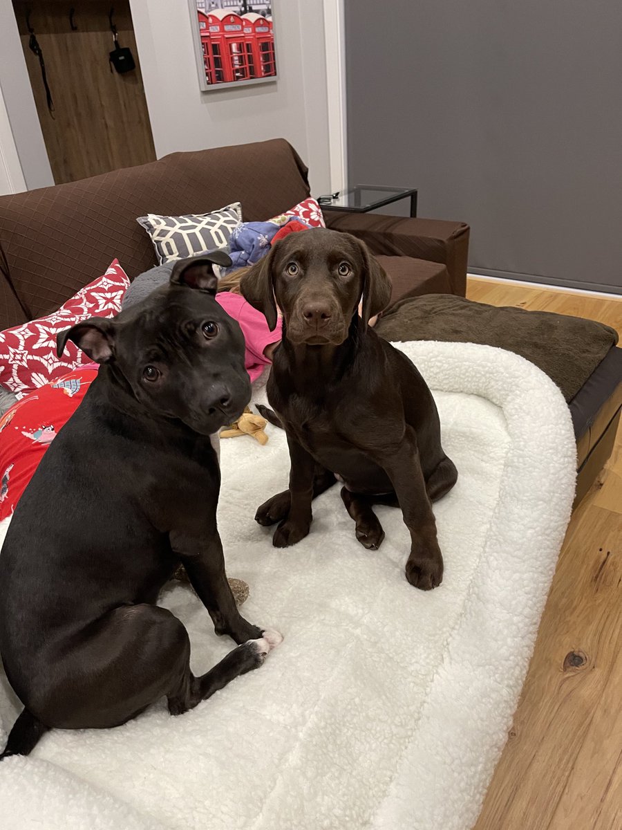 nerdiosity's tweet image. What do you means there won’t be snacks? #RubySunshine #Chocolab