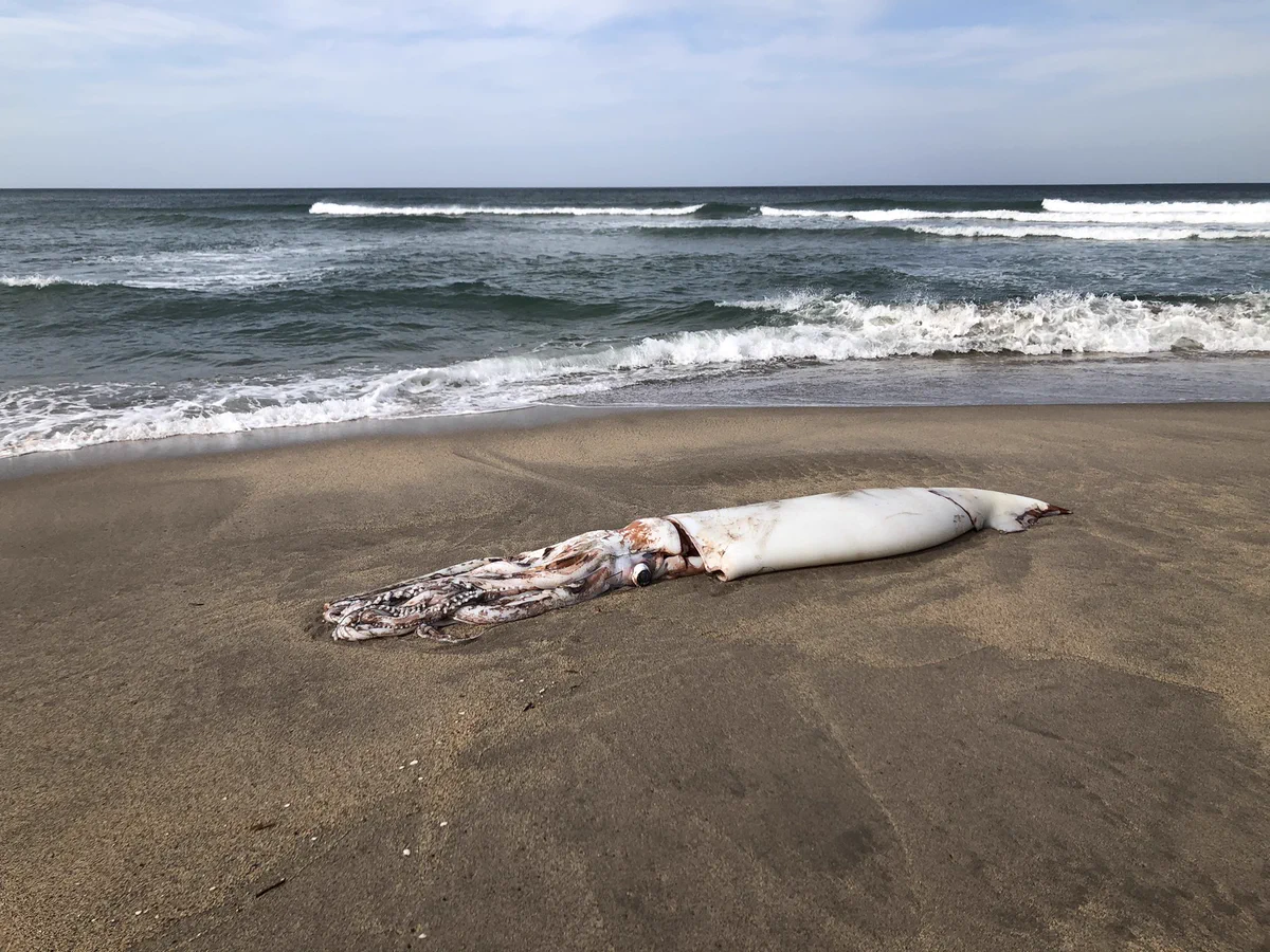 その大きさにビックリ！？海の砂浜にダイオウイカが落ちていたwww