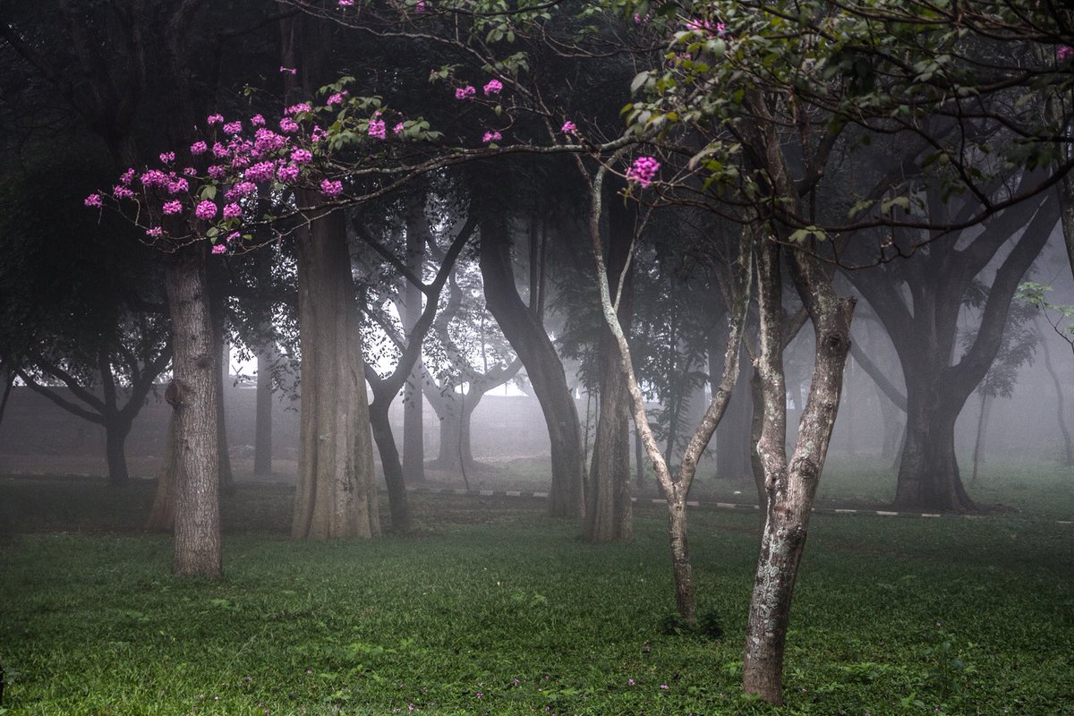 #Bengaluru #cubbonpark #2013