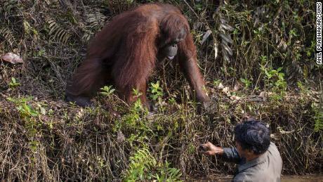 _SJPeace_'s tweet photo. The photo shows an orangutan monkey trying to help a geologist who fell in a mud puddle during his research.
When the photographer took the picture, he subtitled it: At a time when mankind is dying inside humans, animals lead us to the principles of humanity....!🌺 https://t.co/5UdyuI5JhJ