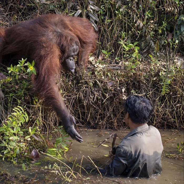 _SJPeace_'s tweet photo. The photo shows an orangutan monkey trying to help a geologist who fell in a mud puddle during his research.
When the photographer took the picture, he subtitled it: At a time when mankind is dying inside humans, animals lead us to the principles of humanity....!🌺 https://t.co/5UdyuI5JhJ