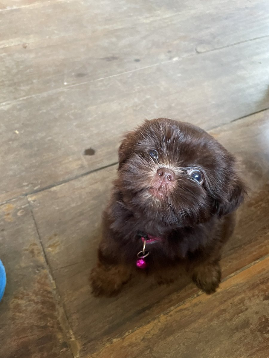 silva tweet media