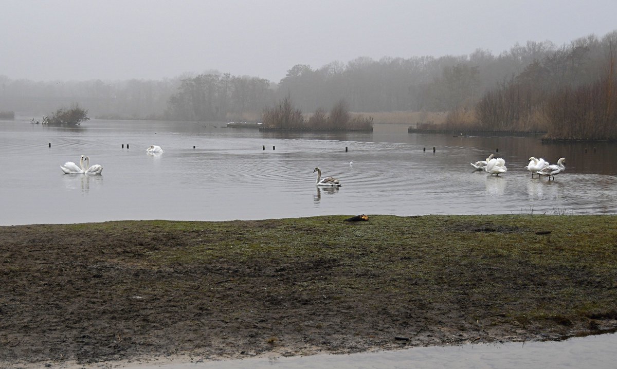 ChrisWizz3r's tweet photo. @FleetPondSoc @HartCountryside Is it Fleet Pond or Swan Lake? I counted 10 swans at Sandy Bay this morning. https://t.co/4SIHZ4c2RN