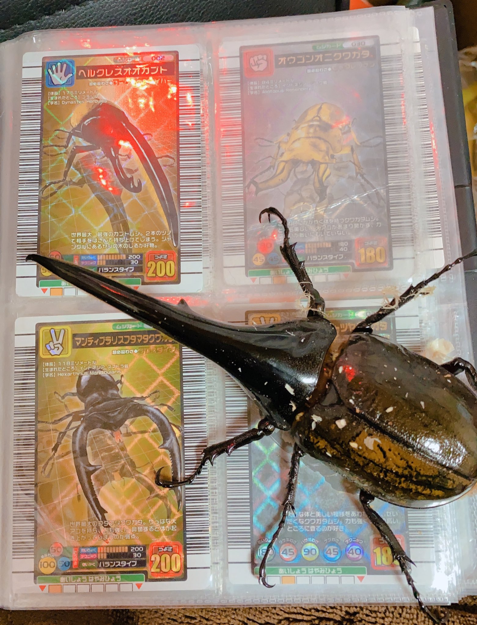 かれん 小さい頃ラブandベリー見向きもせずムシキングやってた おかげで今は虫が 大型甲虫 つよさ0 大好きになりました ムシキング世代の人rt 男の子ってこういうのが好きなんでしょ ヘラクレス オオカブト グランディスオオクワガタ