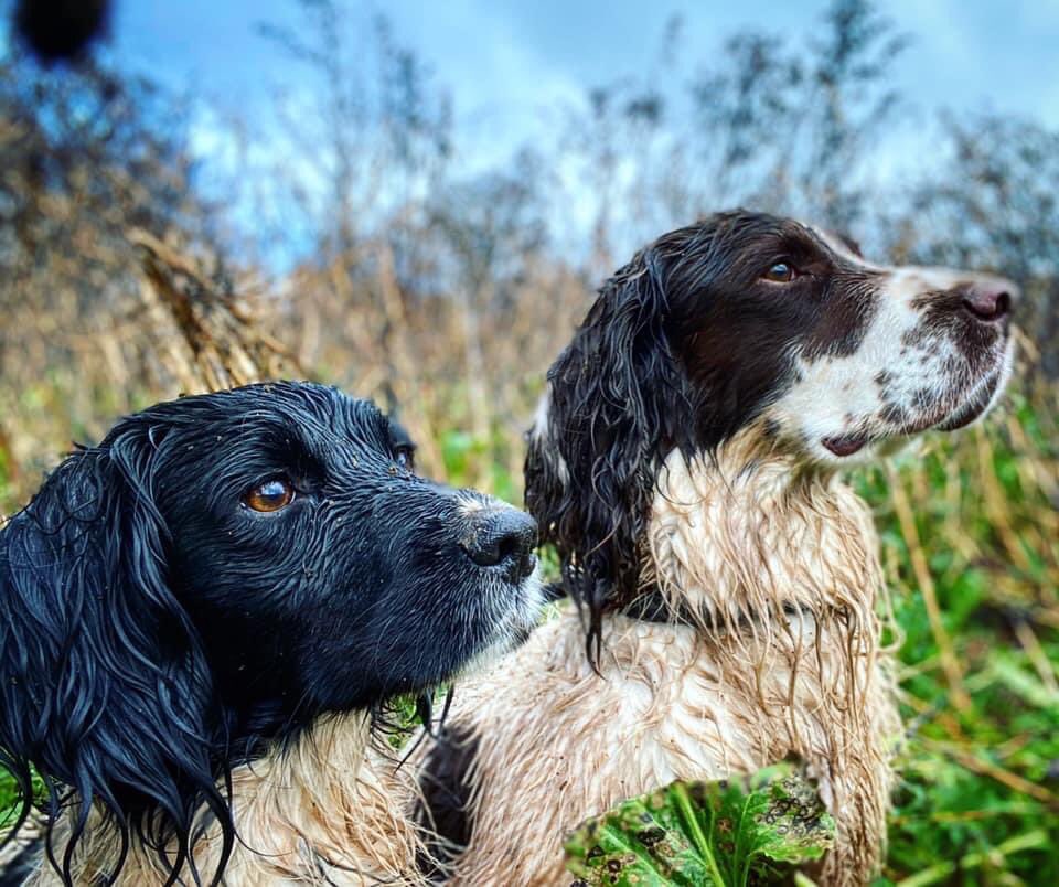 rosieDoc2's tweet photo. MISSING 26/2/21
Ran off &amp; still not returned from Upper Goytre Farm, #CampstonHill #Pandy
Can anyone let me know if they see them/pick them up or have heard anyone has got 2 #Springers
Liver&amp;white dog Blk&amp;wh girl
07905598623
https://t.co/Yg0fAPjjku
@bs2510 @sharonwrdl @gelert01 https://t.co/QP3obqfpv9