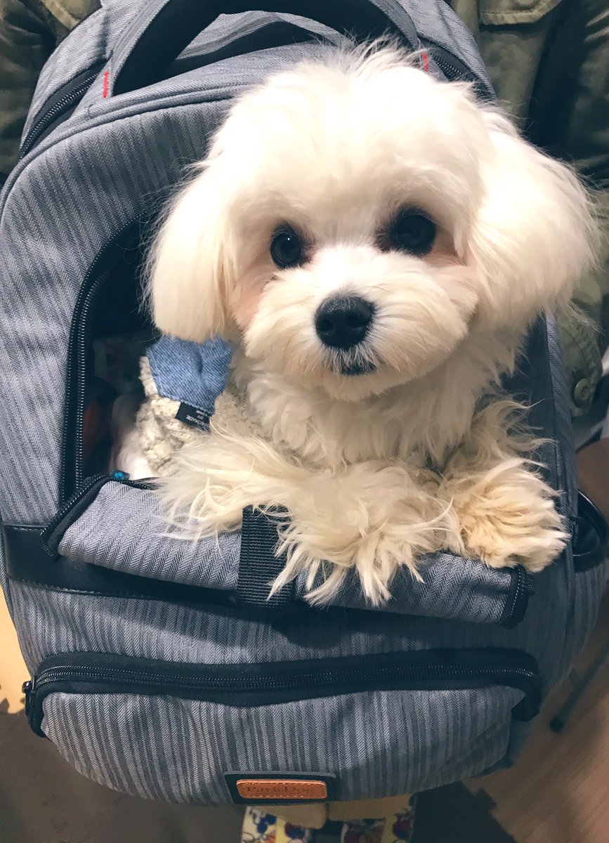 犬と電車 犬と電車
