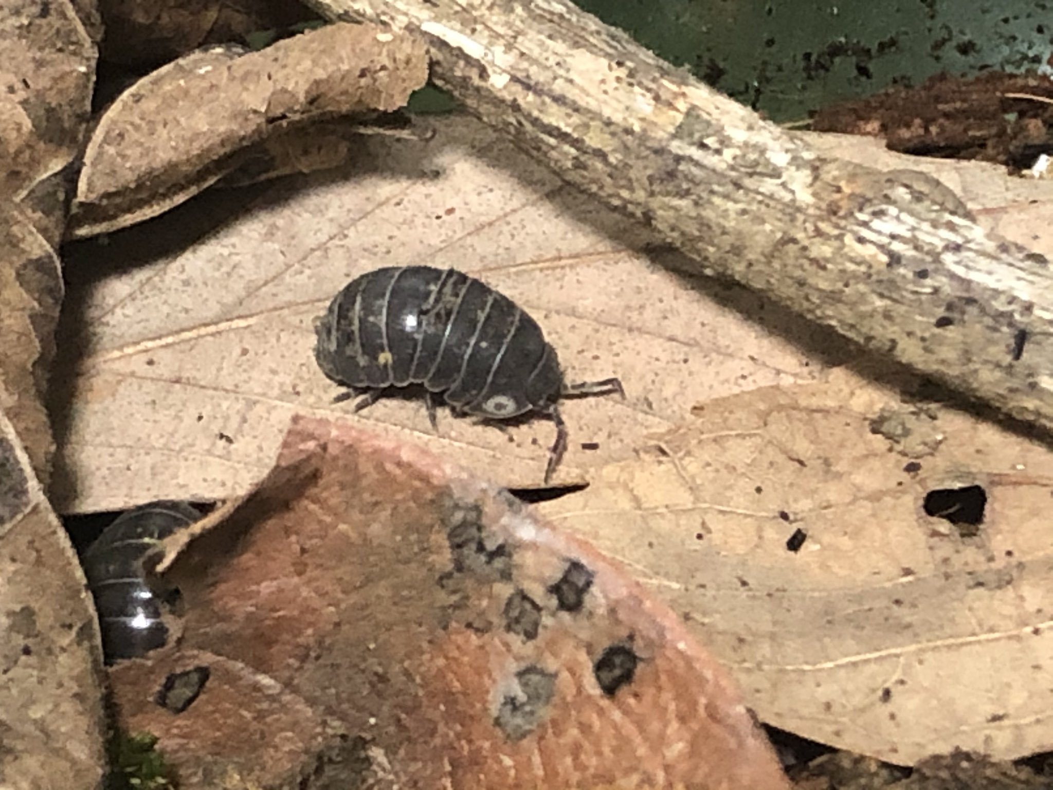 ダンゴ虫虫 ダンゴムシが可愛くてもうなんでそんなに可愛いのか10分くらい見つめながら考えてたけど可愛いからもう可愛い んだということでダンゴムシは幼稚園の頃から大好きです絶叫 1枚目の子の白い丸は初めてみたんだけどこれなんなんだろ可愛い 語彙力