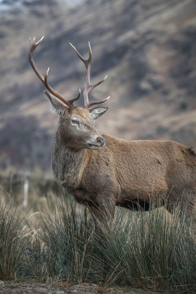 This month's February 2021 draw to win your favourite framed, silver halide image of #Scotland from our entire portfolio at ghgraham.com, shipped free to anywhere in the world, ends tonight. #Follow &amp; #RT to enter. Name drawn at random.

ghgraham.com